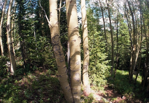 Baker Gulch Trail